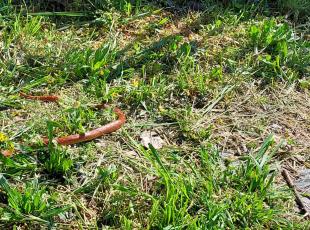 serpente trovato al parco di Viserba