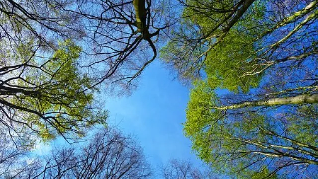 alberi