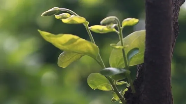 albero