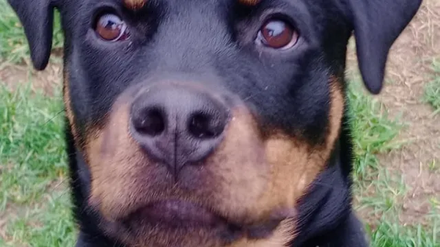 Athena rottweiler sequestrato dalla Polizia Locale