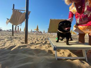 cani in spiaggia