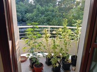 piante di marijuana sequestrate