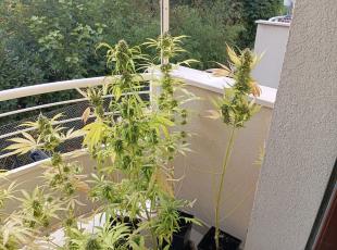 piante di marijuana sequestrate
