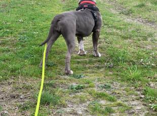 cane in campagna che guarda collina